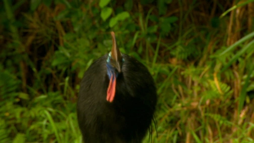 BBC: Attenborough's Big Birds