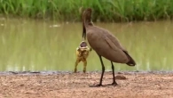 34 Minutes of Unbelievable Animals Moments Caught on Camera!