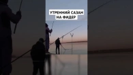 Сазан на фідер