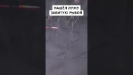 Нашёл лужу, забитую рыбой