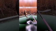 Ловля карася на поплавок в рогозе