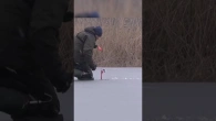Щука на жерлицу