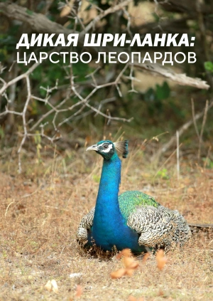 Дикая Шри-Ланка: царство леопардов