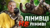 Не Ліниві Лінивці!