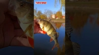 Трофейний окунь клюнув у прямому ефірі на FishUp Tanta 1,5"