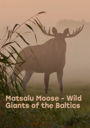 Matsalu Moose: Wild Giants of the Baltics