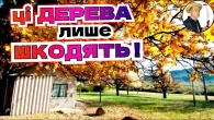 НЕ ДО ДОБРА: які дерева категорично не можна садити біля будинку