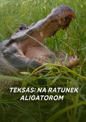 Teksas: na ratunek aligatorom