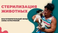 Стерилизация животных в разрушенных сёлах.
