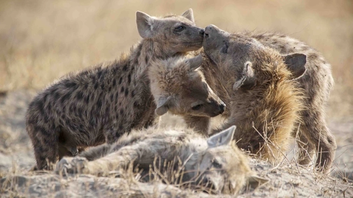 Nature's Leading Ladies