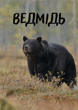 Ведмідь