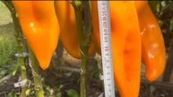 Урожайные сорта сладкого перца сезон 2024!