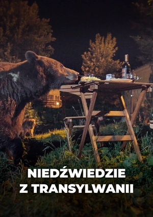 Niedźwiedzie z Transylwanii
