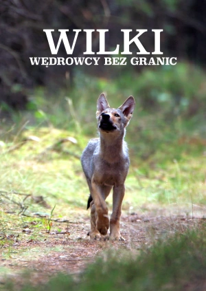Wilki: wędrowcy bez granic