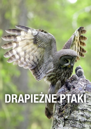 Drapieżne ptaki