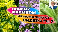 ГОРЧИЦА, ФАЦЕЛИЯ, РОЖЬ — КАКИЕ СИДЕРАТЫ РАБОТАЮТ ЛУЧШЕ? ОПЫТ ФЕРМЕРА