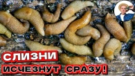 Топ 3 метода борьбы с слизнями в саду