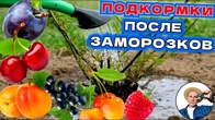 БЫСТРО и ДЕШЕВО восстановить сад после заморозков с помощью лучших подкормок