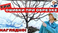 3 ОСНОВНЫЕ ОШИБКИ при обрезке деревьев: подвой, мутовчатость, не правильный ярус