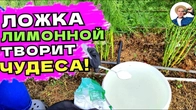 СРОЧНО В ОКТЯБРЕ! Проливаю все кусты, цветы, хвойные чтобы земля стала плодородная и урожайная