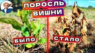 ПОРОСЛЬ ОТРОСТАТЬ НЕ БУДЕТ! Как легко убрать поросль вишни, сливы и избавиться навсегда