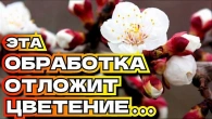 КАК СПАСТИ ЦВЕТ абрикоса от заморозков весной и отложить цветение!