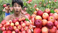 Ultimate Rainforest Survival Guide: Apple Harvesting Adventure & Irresistible Forest Feasting!