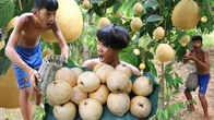 Epic Mountain Pear Adventure! | Primitive Boy Explores & Tastes Nature's Bounty!