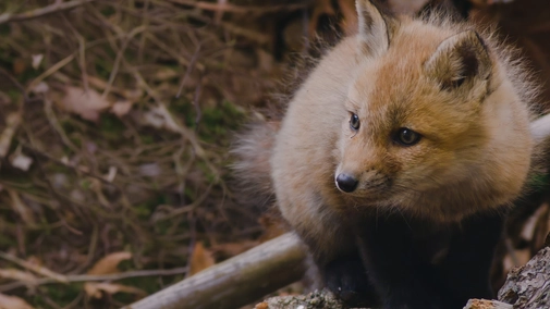 New England's Wildlife Wonders
