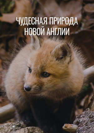 Чудесная природа Новой Англии