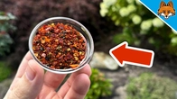 Sprinkle THIS around your Plants and WATCH WHAT HAPPENS(Ingenious Trick)