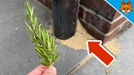 (Sadly) Secret Method to get rid of Ants(Quickly & permanently)