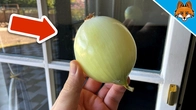 Rub an Onion over your Windows and WATCH WHAT HAPPENS(Amazing)