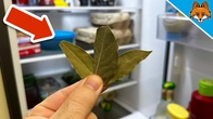 Why EVERYONE MUST put Bay Leaves in the Fridge(+2 Bonus Tricks)