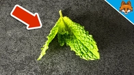 Put Mint Behind your Door and WATCH WHAT HAPPENS(GENIUS Trick)
