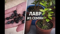 Серія 629