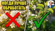 Когда обрабатывать сад после цветения —главная ошибка садоводов