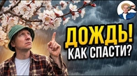 Абрикос цветет НО ИДУТ ДОЖДИ: как увеличить завязь и обрабатывать в дождливую погоду