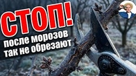НЕ ОБРЕЖЬ УРОЖАЙ! Обрезка Абрикоса весной после холодной зимы
