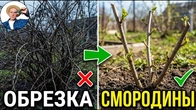 СМОРОДИНУ Обрезают ТАК! Как обрезать смородину Весной