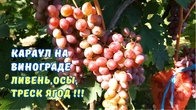 ФОРС-МАЖОР. Спасаем виноград перед созреванием.