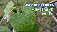 Виноград ЖИРУЕТ, как предотвратить.