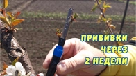 Прививка черешни и шелковицы вращеп