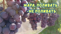 Поливать саженцы, не поливать виноград !!!