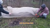 Лёгкое укрытие неморозоустойчивой садовой ежевики.