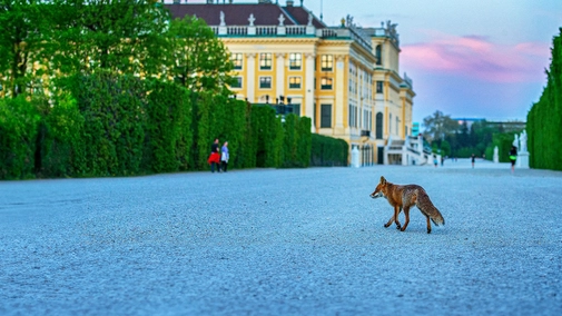 Wild Vienna