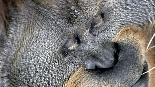 How The Wild Things Sleep