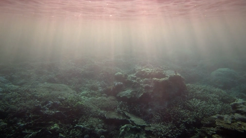 Surf Indonesia