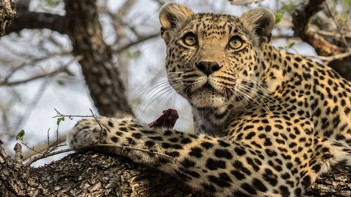 A Game of Leopard Thrones
