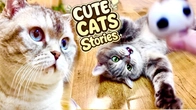 Cute Cat's MEOW Stories Play Fun with real Kitten | Two brothers Playing Football with Dad & Mom
